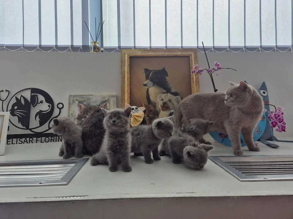 British Shorthair Blue Superbi | Deparazitați | Bacău
