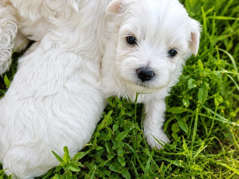bichon maltez mini toy 