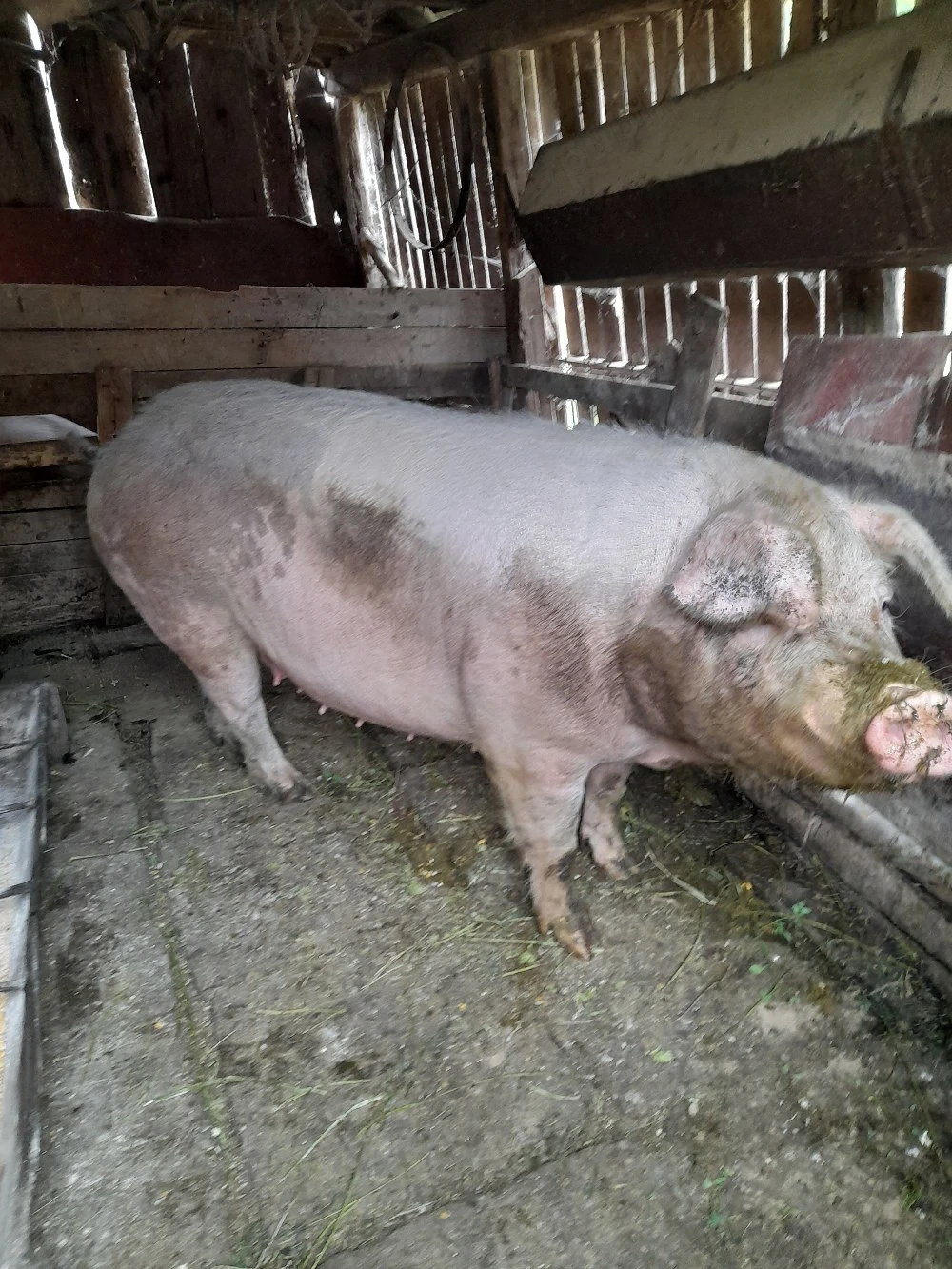 Vand porc 