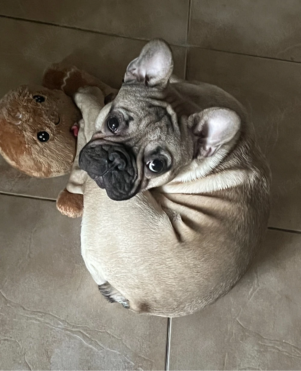 bulldog francez mascul