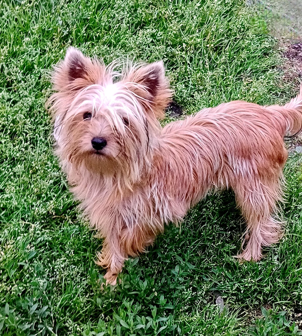 Yorkshire terrier golld foarte mic 7. luni