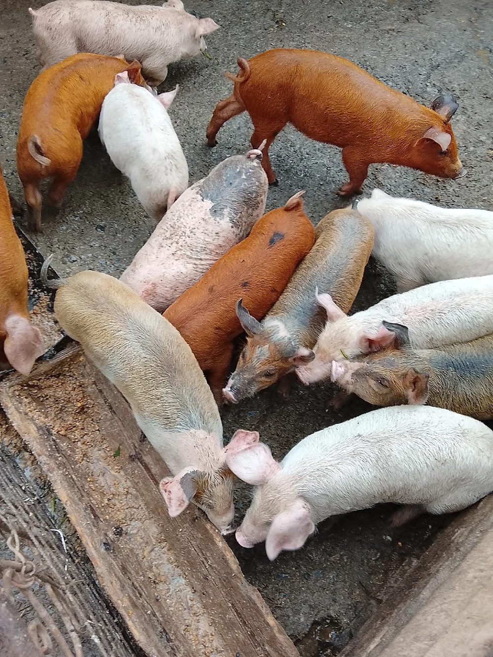 Vând purcei marele alb cu duroc,de 8 săptămâni 