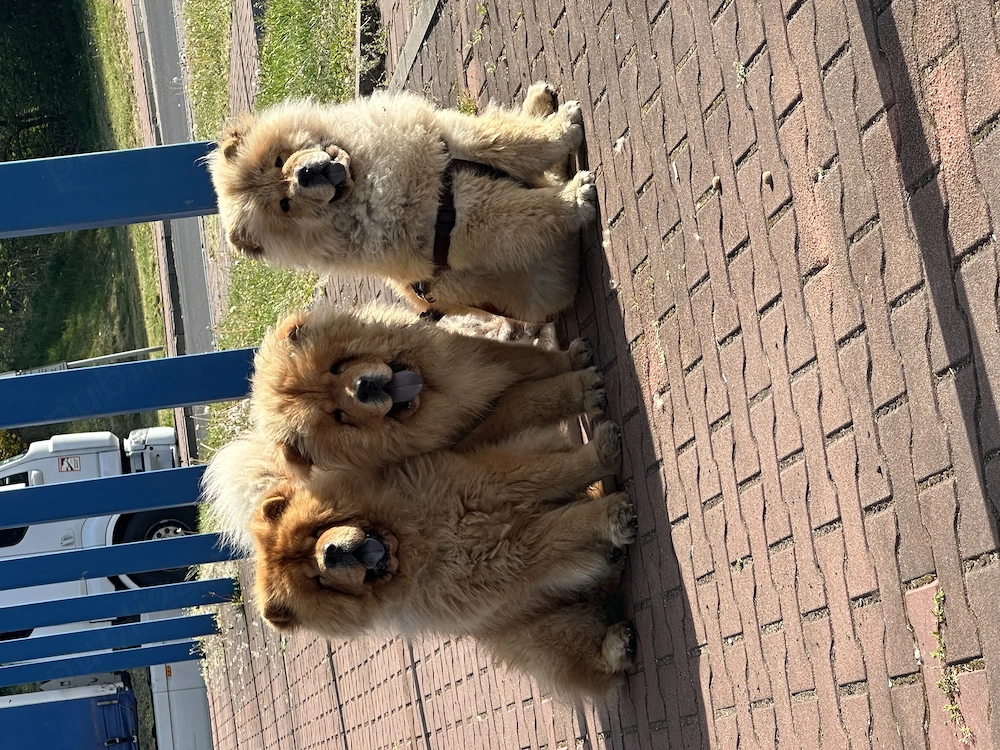 Chow chow masculi
