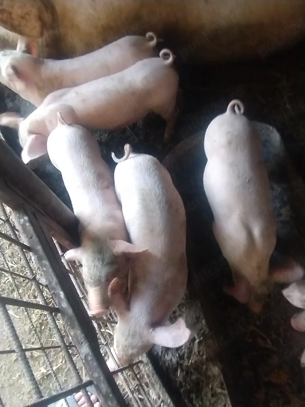 purcei de vanzare 