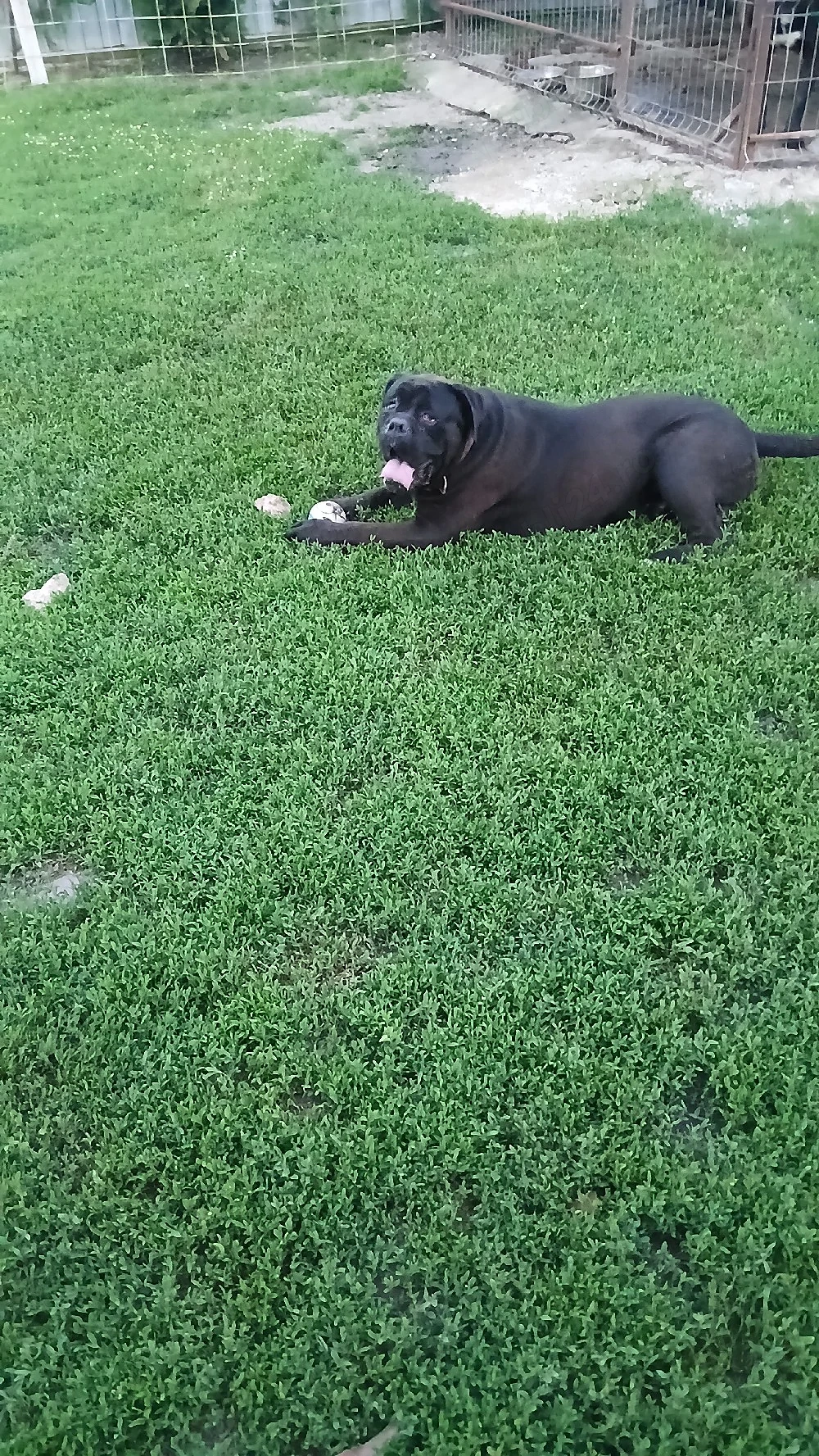 Vând câine cane corso