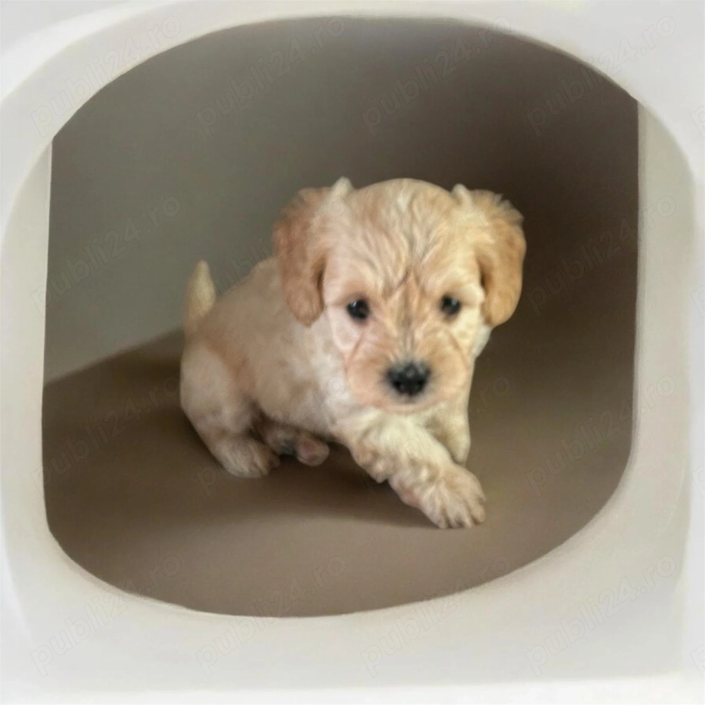 Maltipoo puiuți