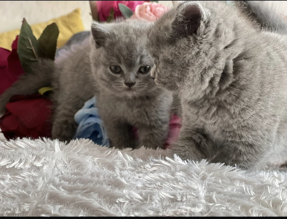 British shorthair blue