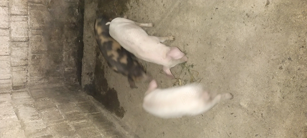 Vand 3 purcei de 9 săptămâni pret 220 ron