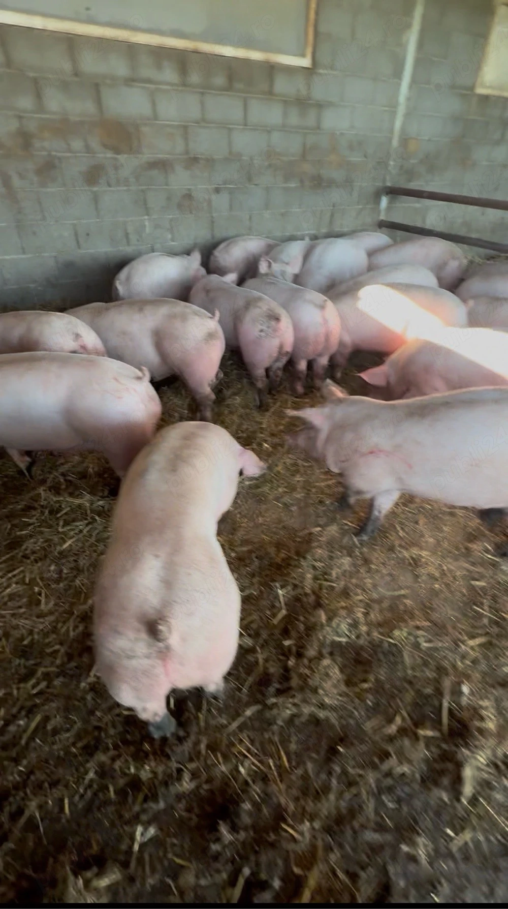 Vand porci de carne 