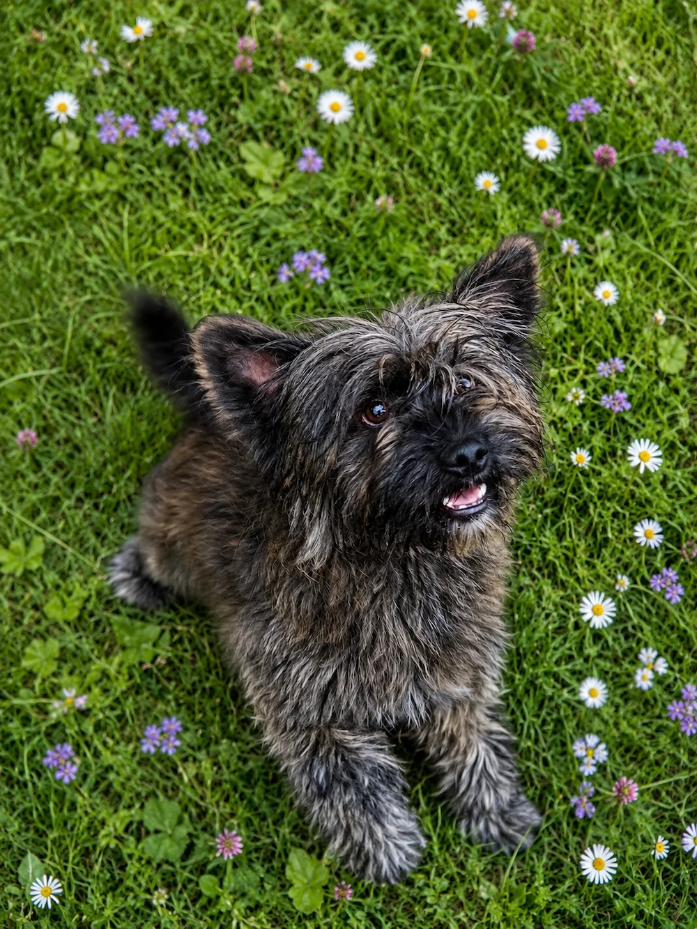 Yorkshire Terrier de donat