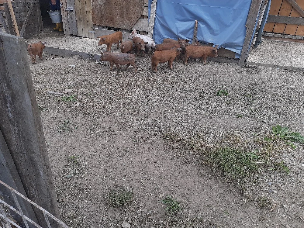 Purcei de 12 săptămâni, la Fam.Zăhărean Liviu   n Sat Glod,Jud .Sălaj
