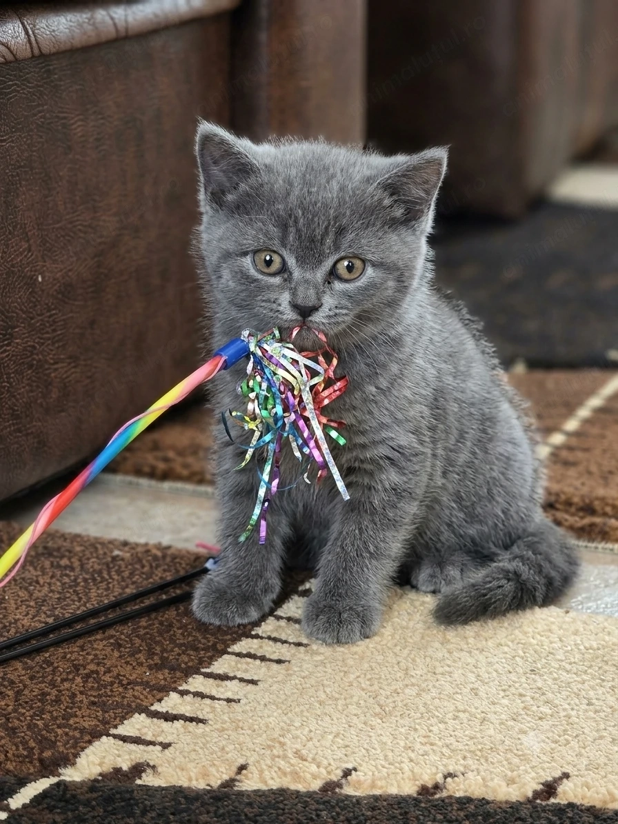 British Shorthair gri -- 3 fetițe și 1 băiețel , 8 saptamani