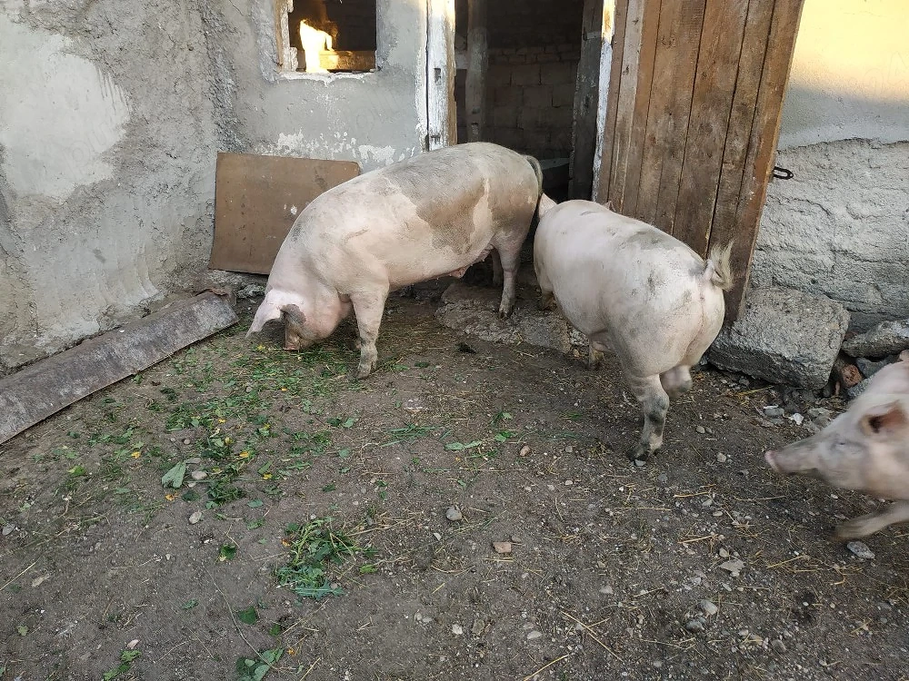 Vand porc 200+250 kg
