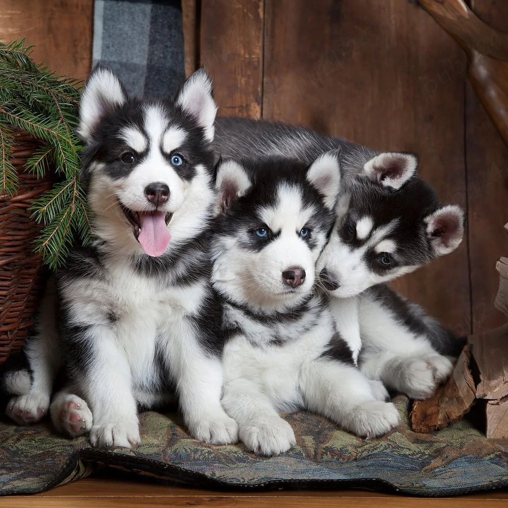 Pui Husky Siberian - Imunizare la zi, Dezvoltare corecta!