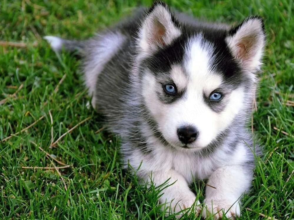 Pui Husky Siberian - Dezvoltare Corecta, Livrare Autorizată!