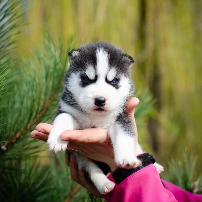 HUSKY SIBERIAN- Exemplare Genetic de Top, Livrare Autorizată 