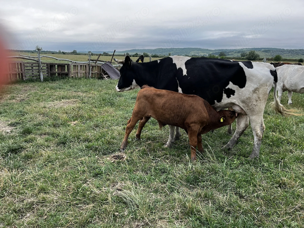 Vând vaca cu vitel   !