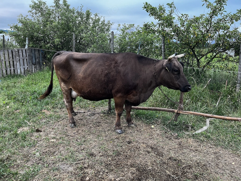 Vând vaci bune de lapte sau dau  la schimb cu vaci angus mai multe detalii la telefon 