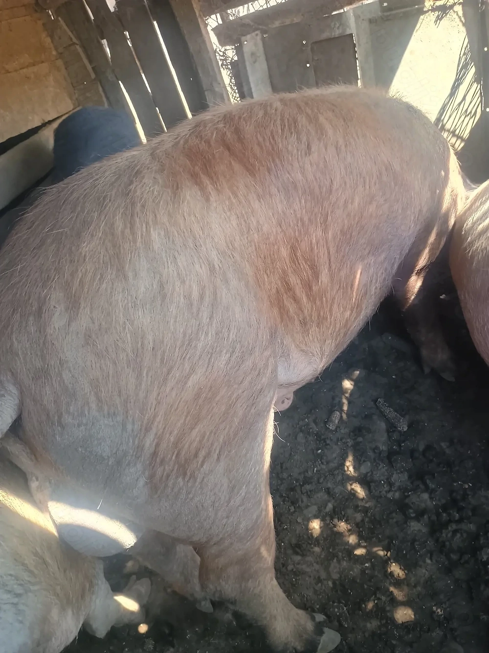 De vânzare vier duroc