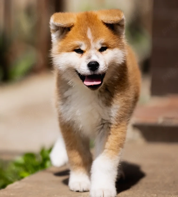 AKITA INU - Pui disponibili, Predare cu Verificare, Consultanță și Garanție Veterinară 