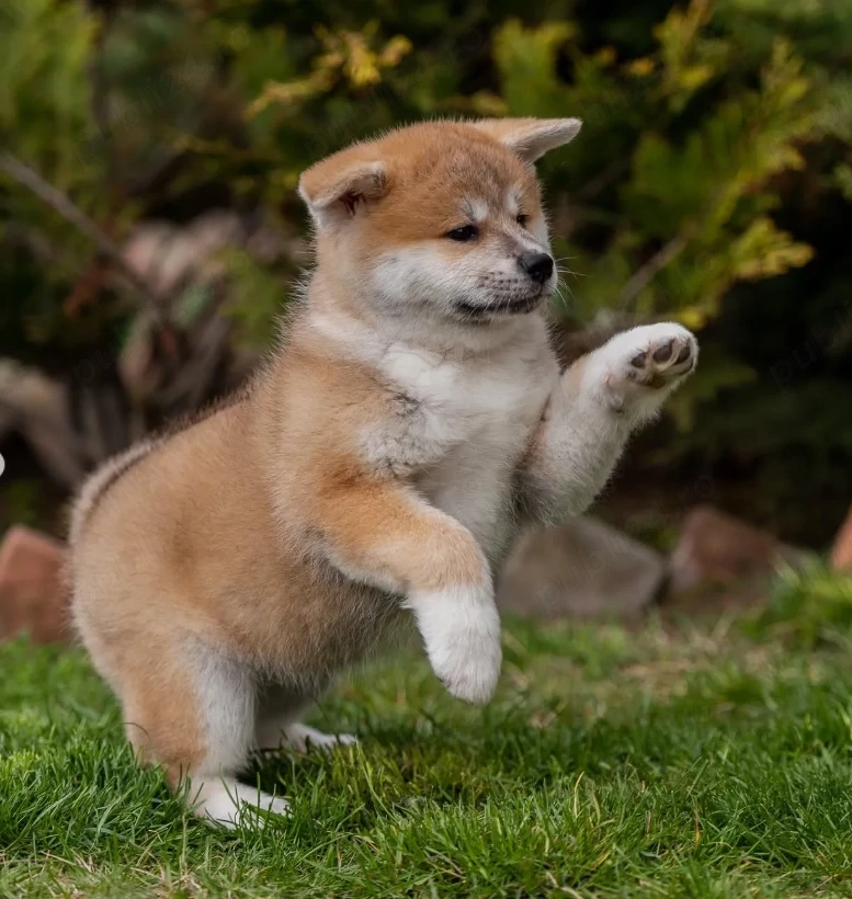 Pui AKITA INU- Sănătoși,  Robuști Bine Dezvoltați 