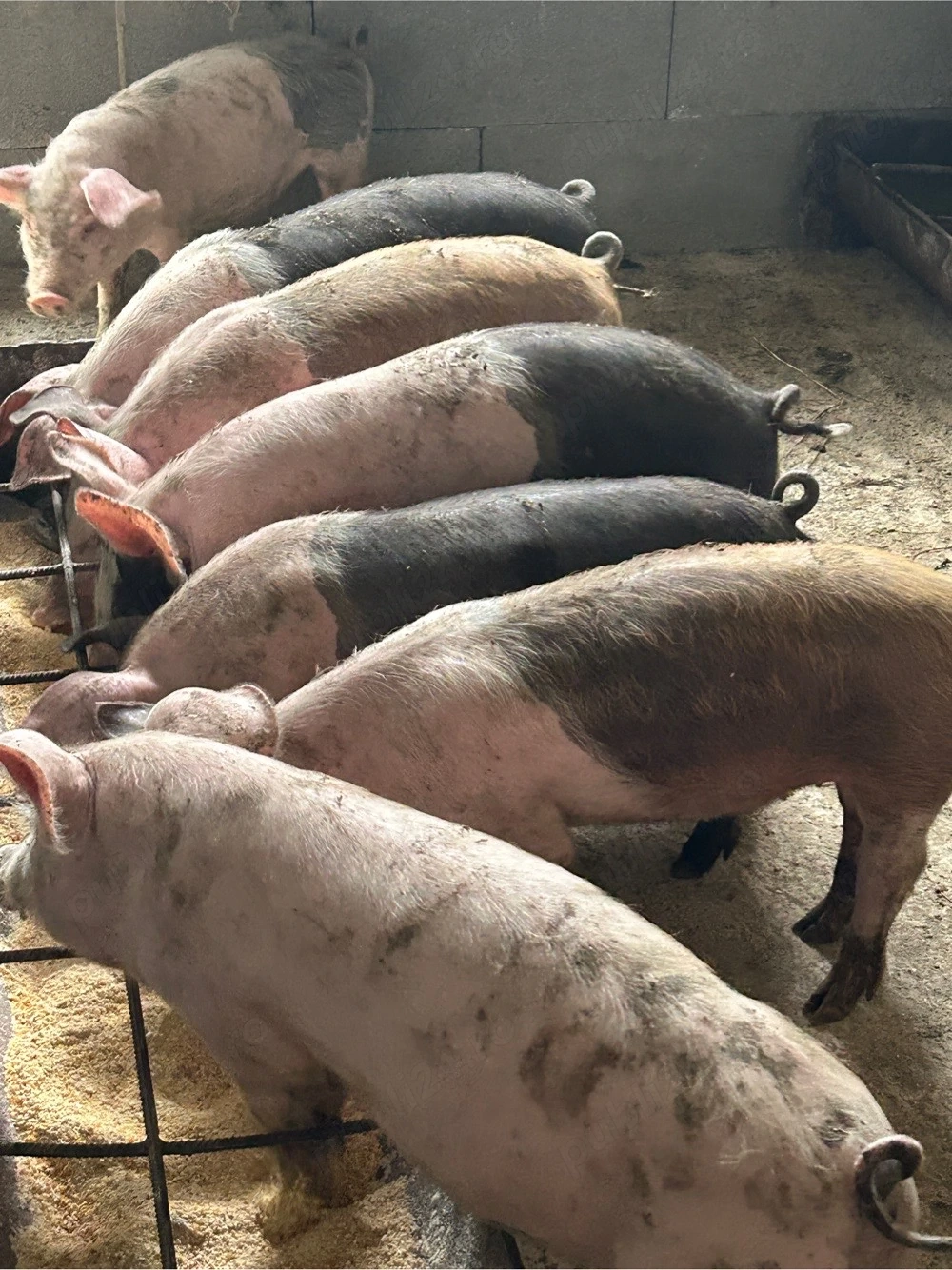 9 purcei disponinili