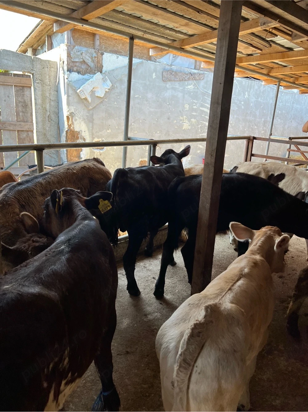 Vând viței  11 vitei de rasă   transport în toată țara Ofer spre vânzare viței sănătoși și bine dezv