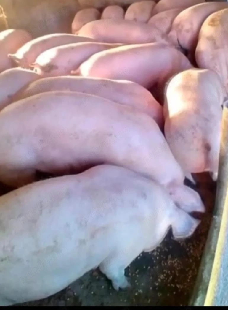 porci de carne 