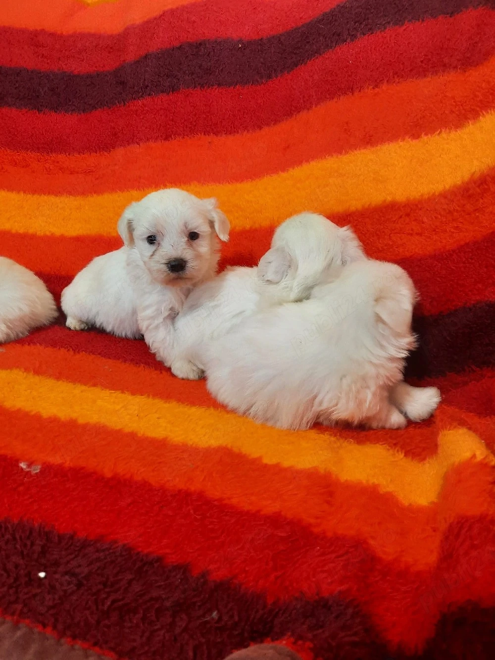Vând pui de bichon maltez