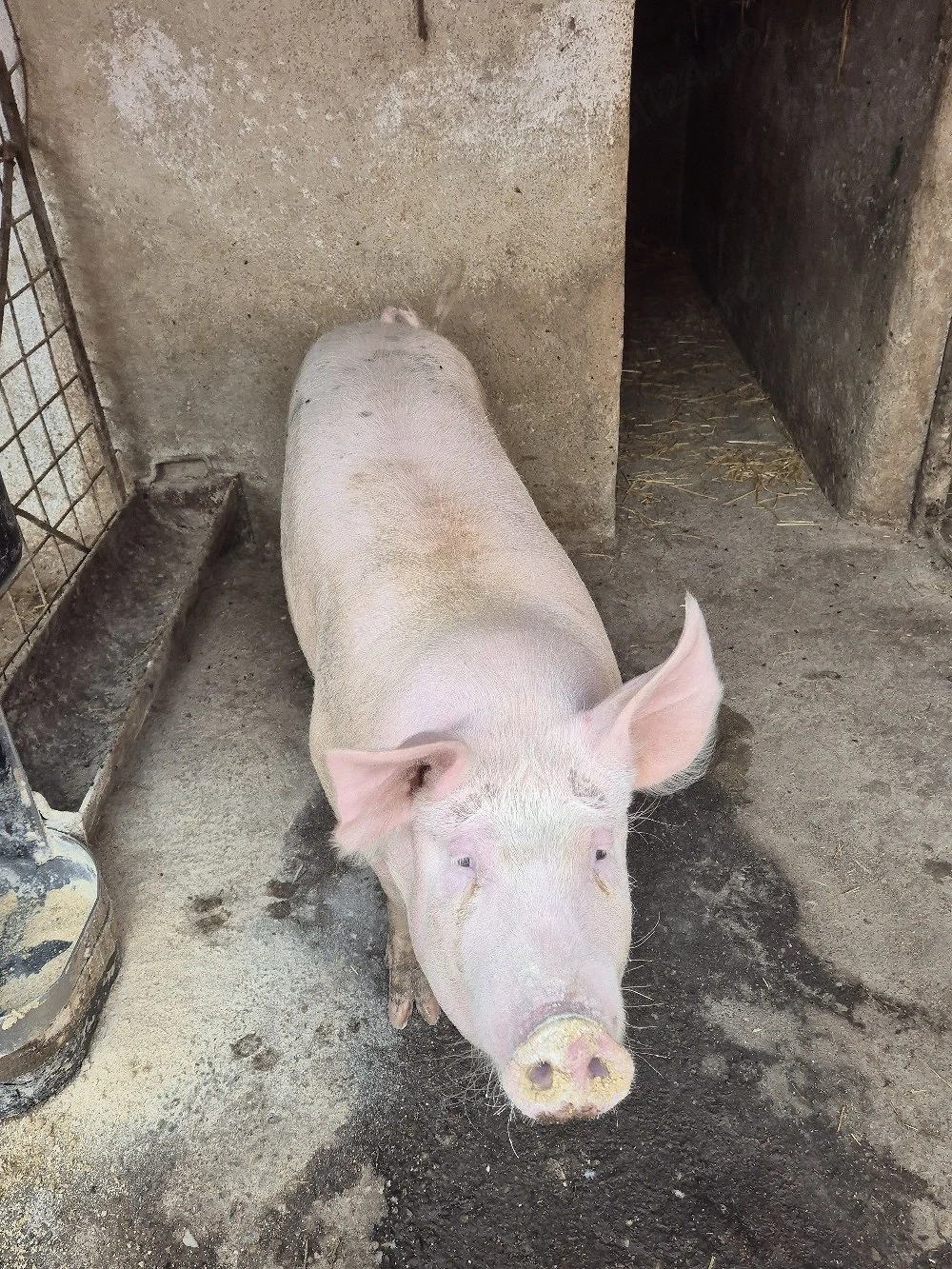 De vanzare porc de tara crescut natural.