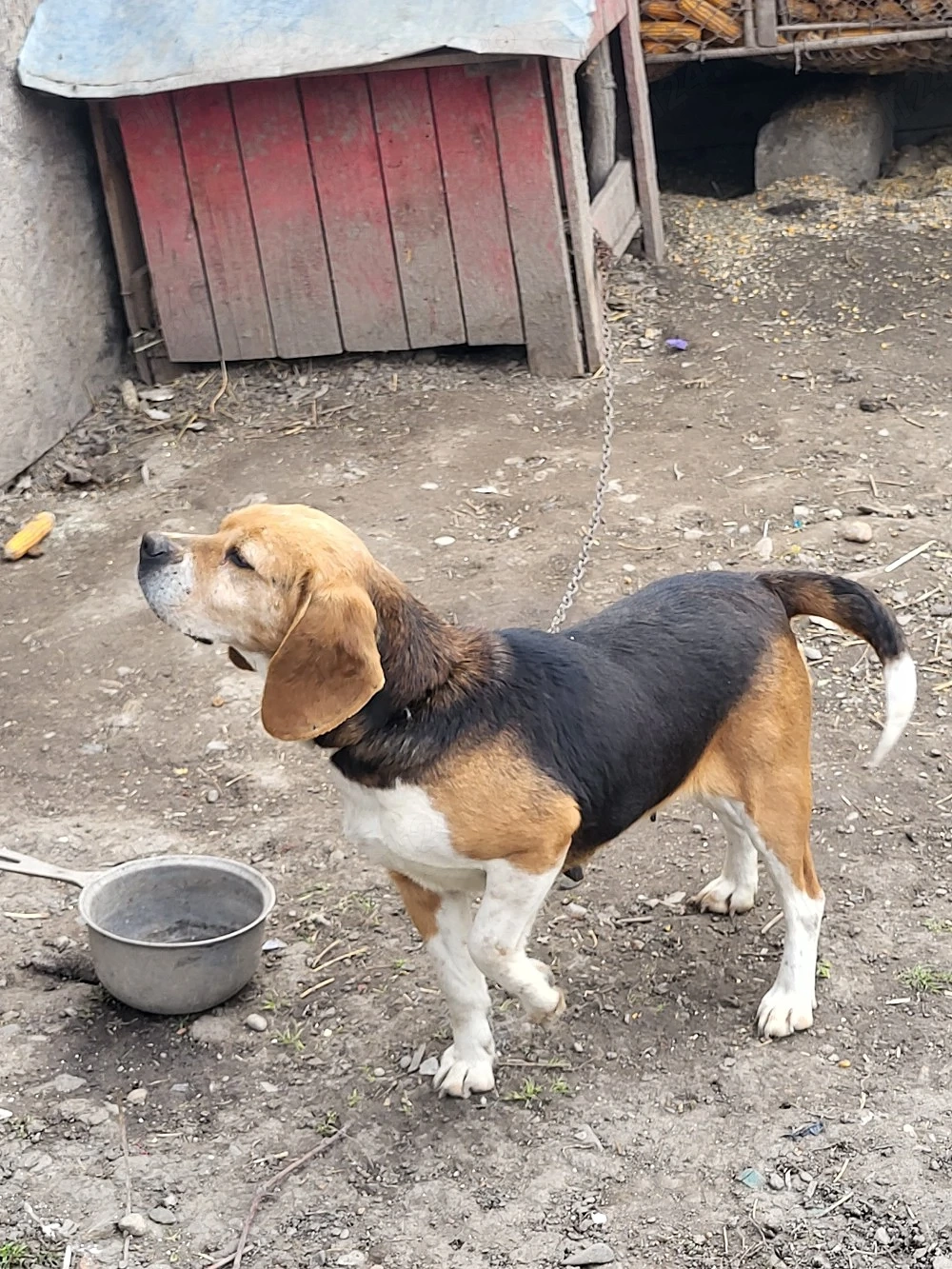 beagle femelă 