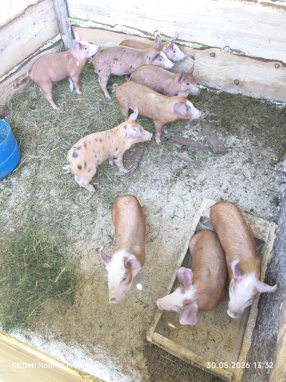 Purcei din rasa duroc,sunt pentru carne