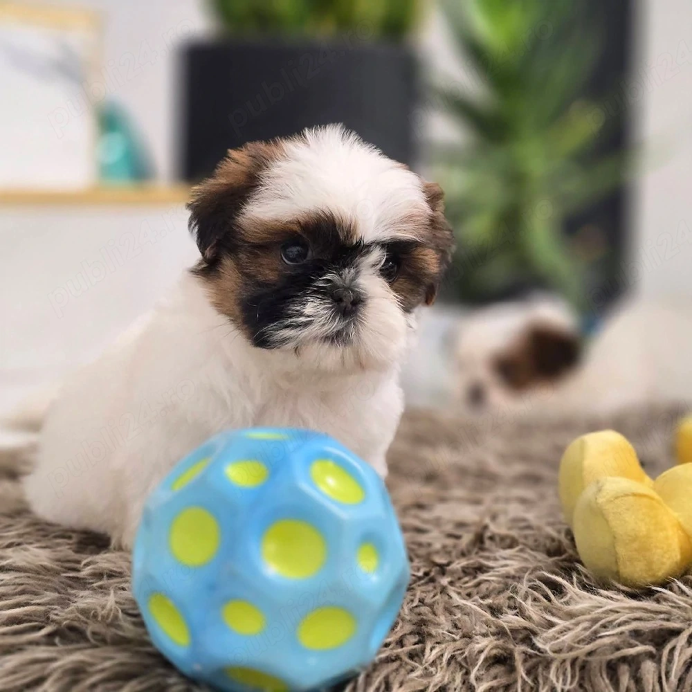 shih tzu toy