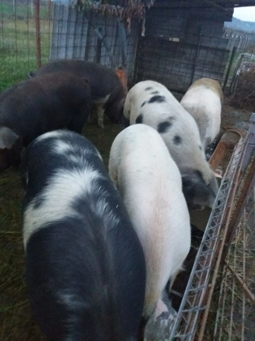 Vând porci pentru sacrificat 