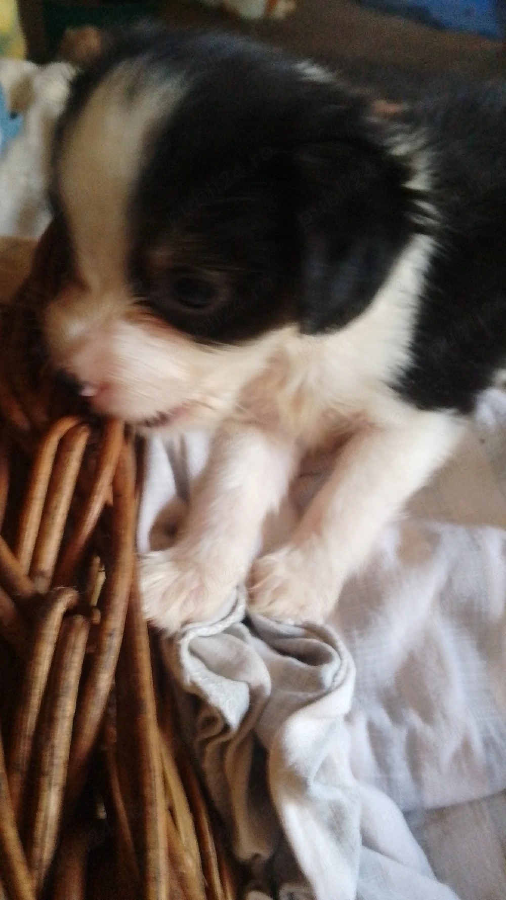 Chihuahua, prietenul adevarat! 