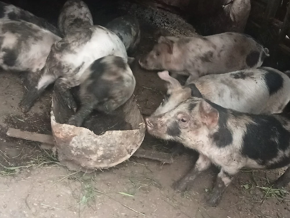 Vând 9 purcei 