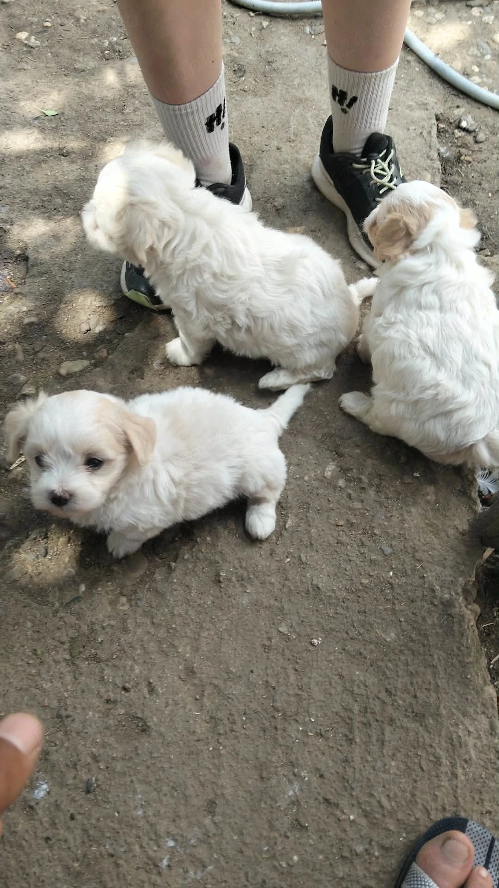 Bishoni 7 saptamani detali la nr  