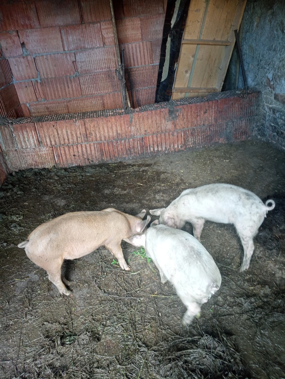 De vanzare trei porci