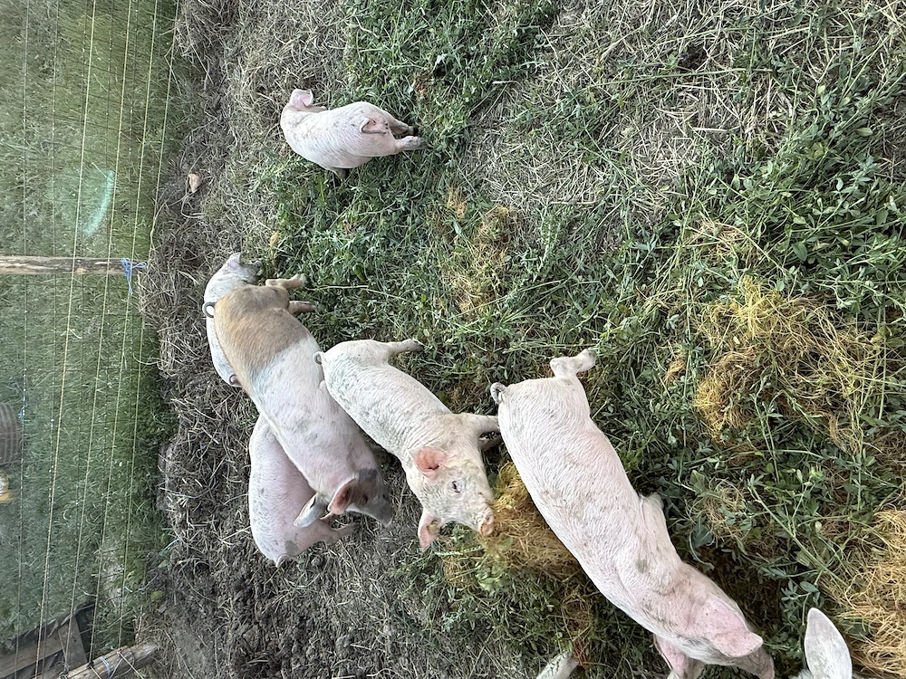Purcei de vanzare de 12 saptamani