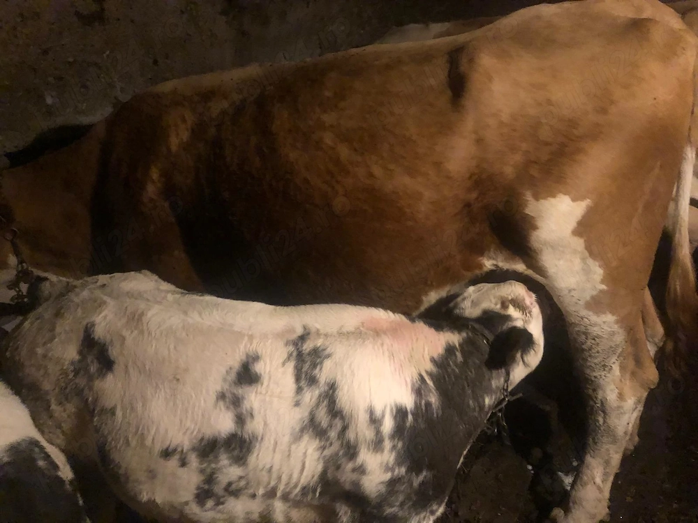 Vacă de vânzare 