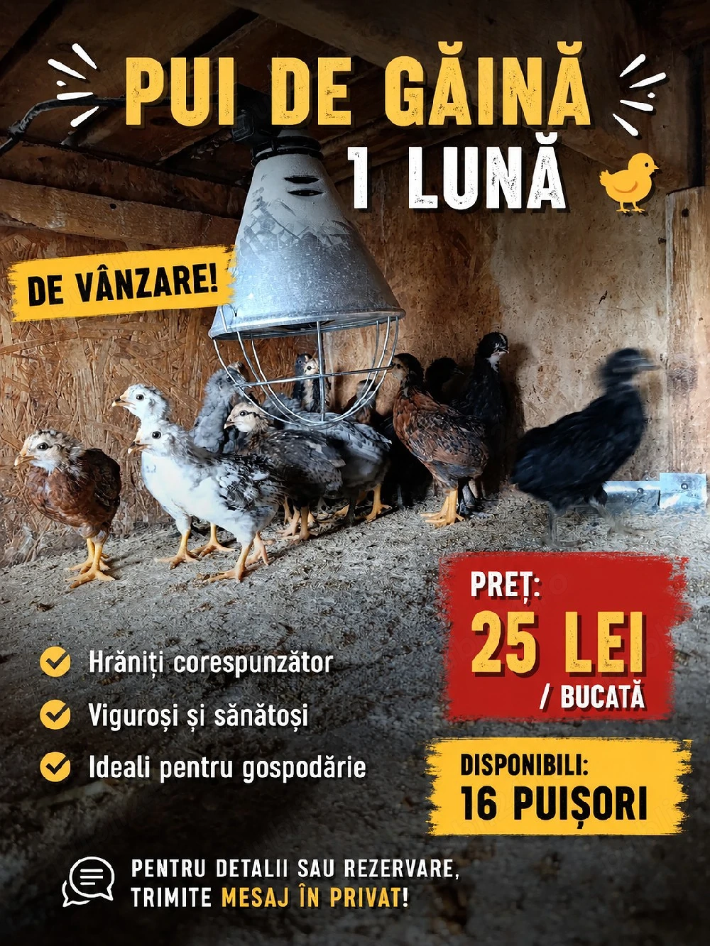 Puișori de o lună 