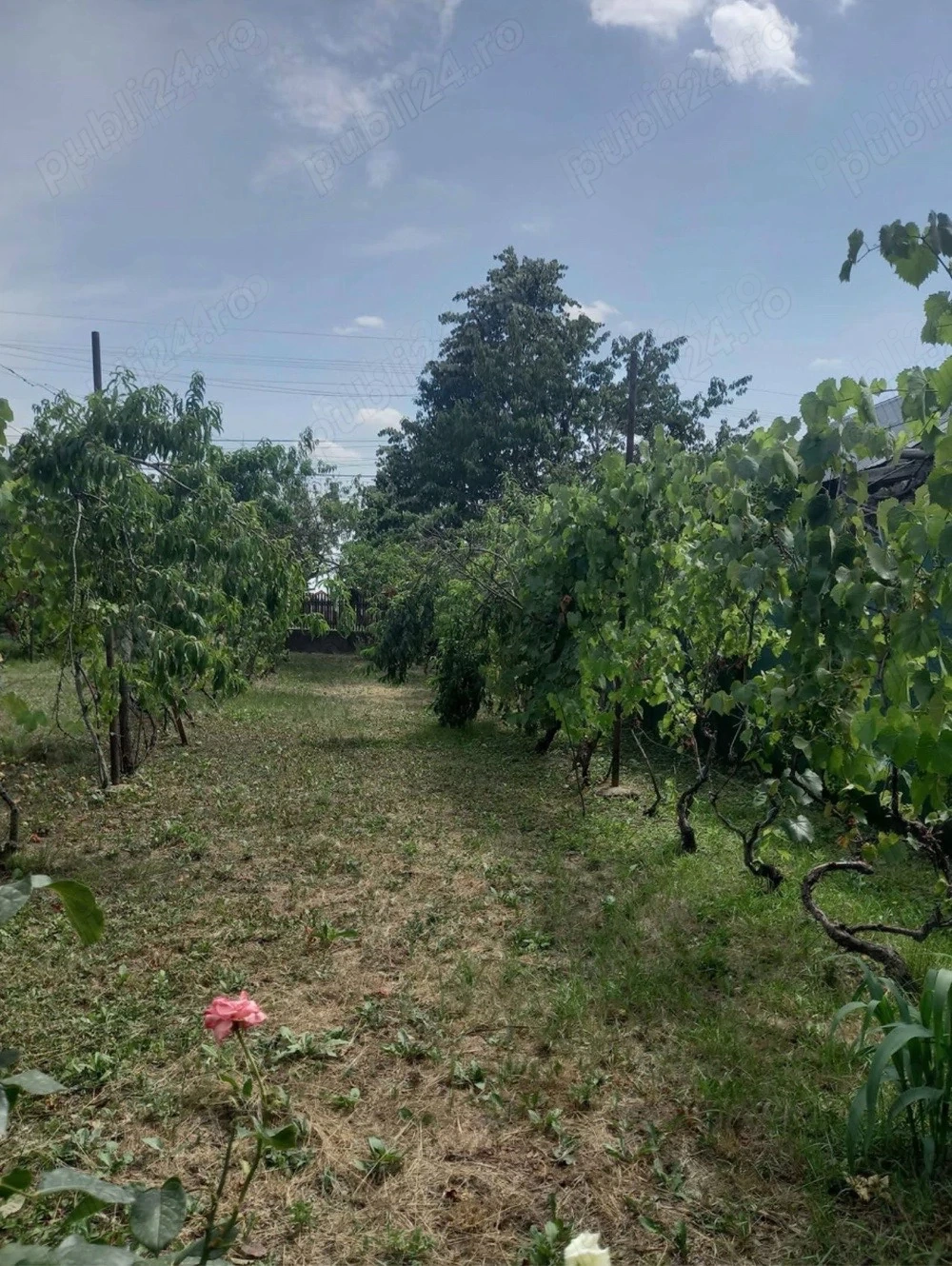 Loc de casă Zamfira Lipanesti 