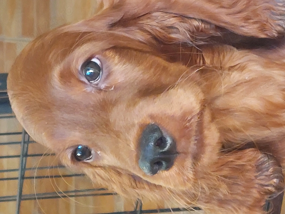 Vand catelus de setter irlandez