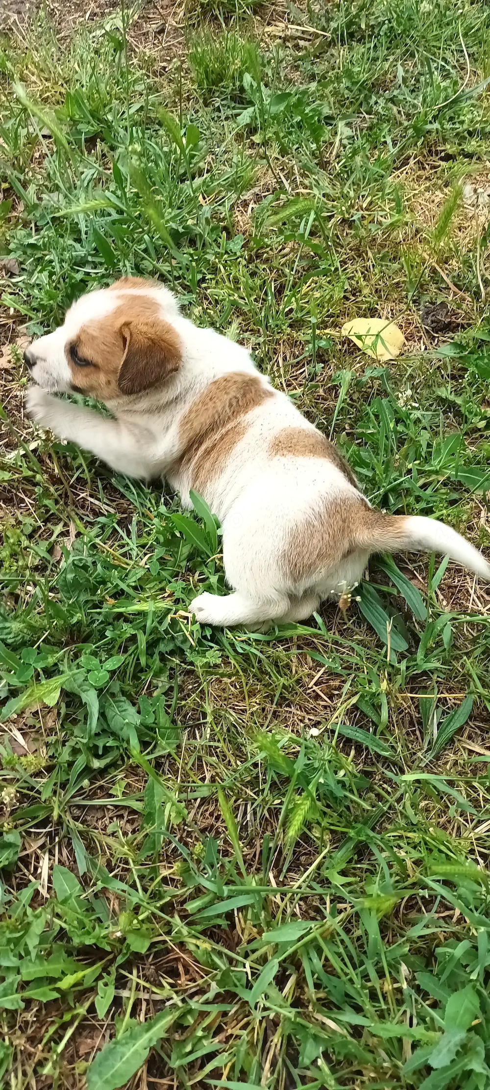 Catei adorabili!