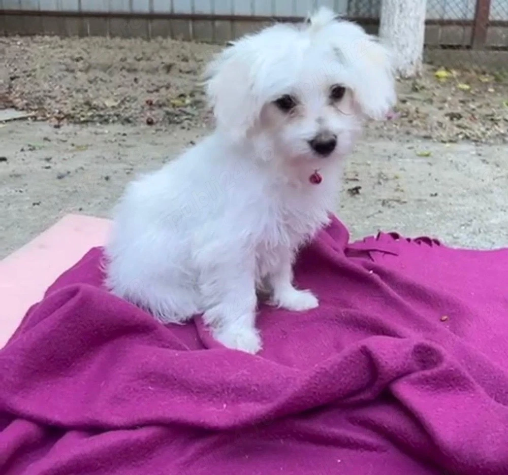 Bichon Maltez Fetita 