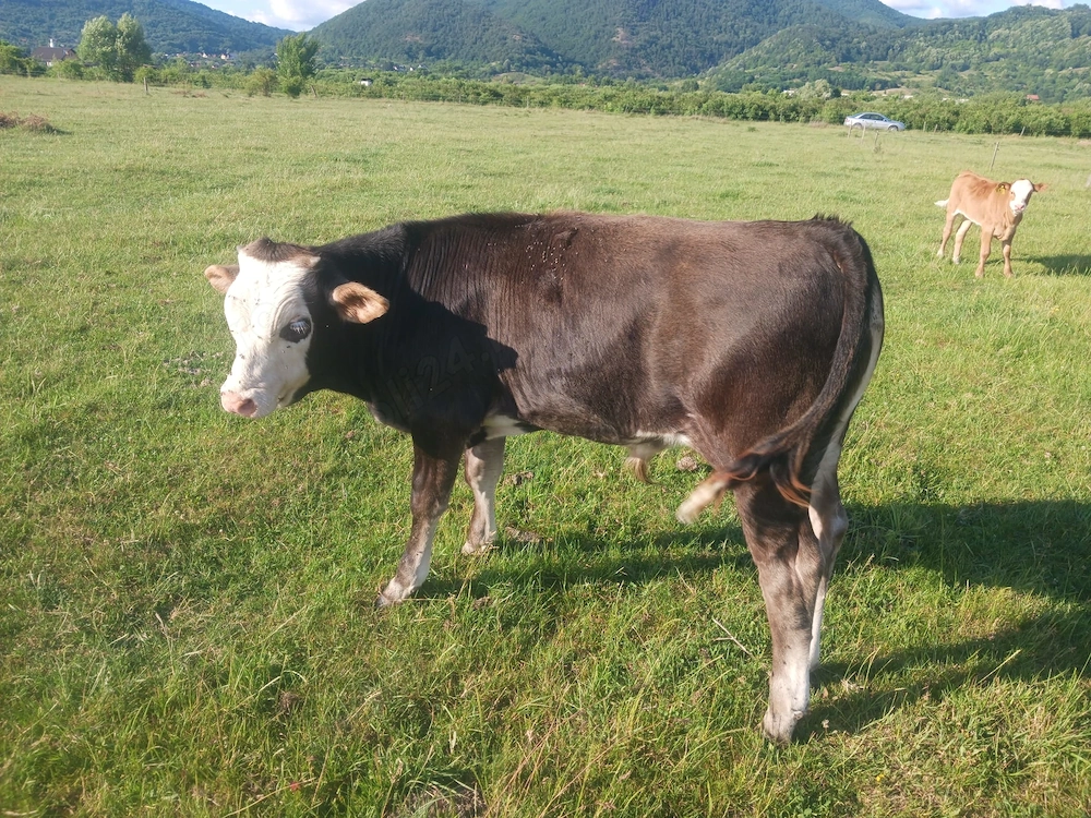 Vând vițe brun de Maramureș 