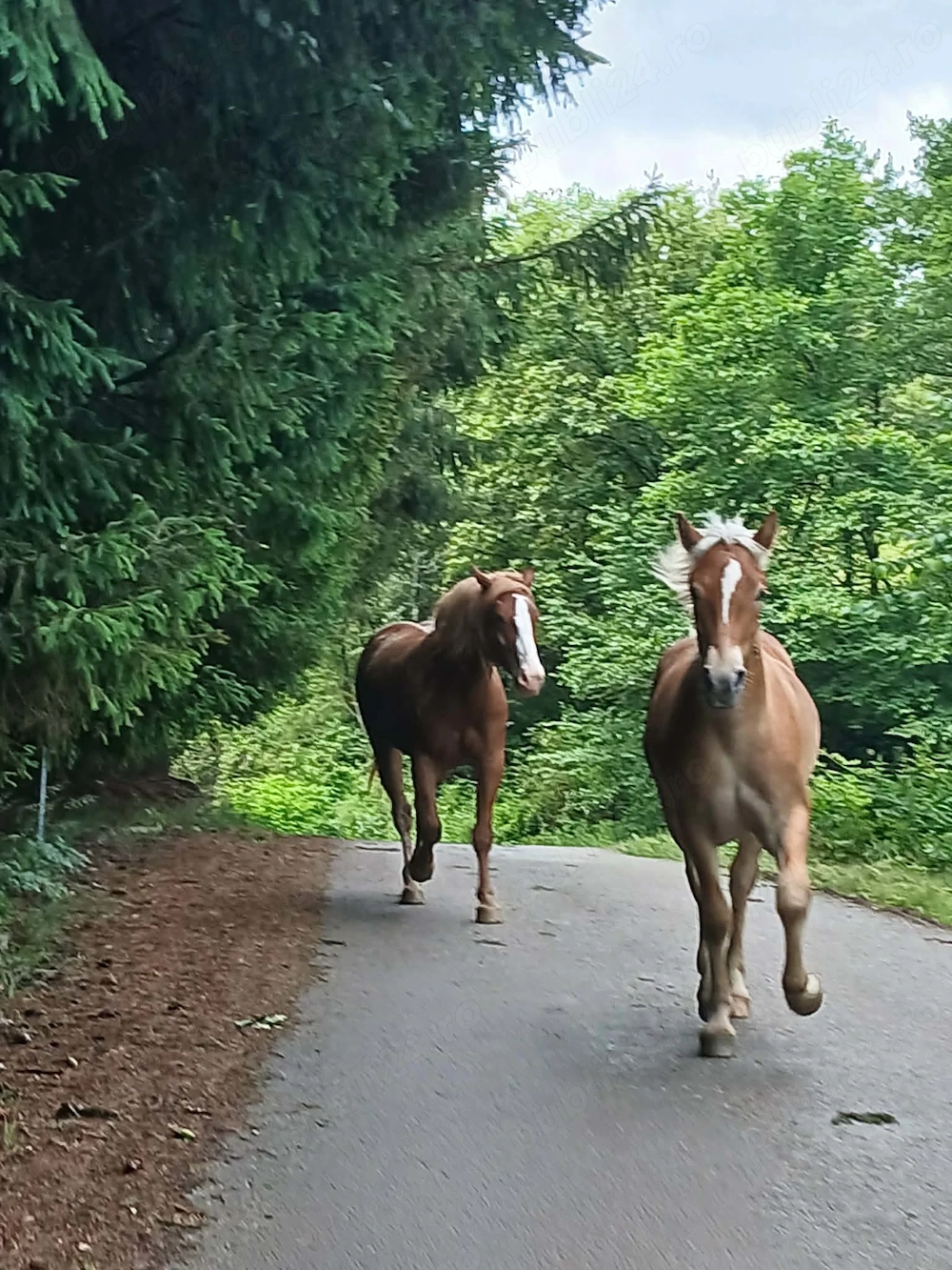 Vând mânză de doi ani , și un mânz de 11 luni.