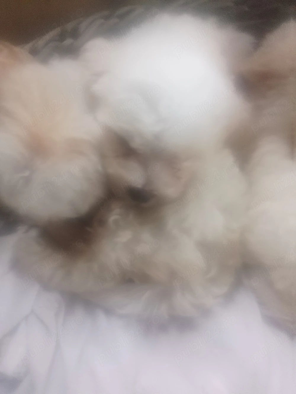 Maltipoo,sufet drag! 