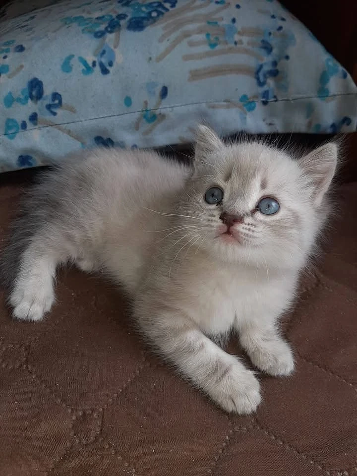 Radgoll rasă pură 