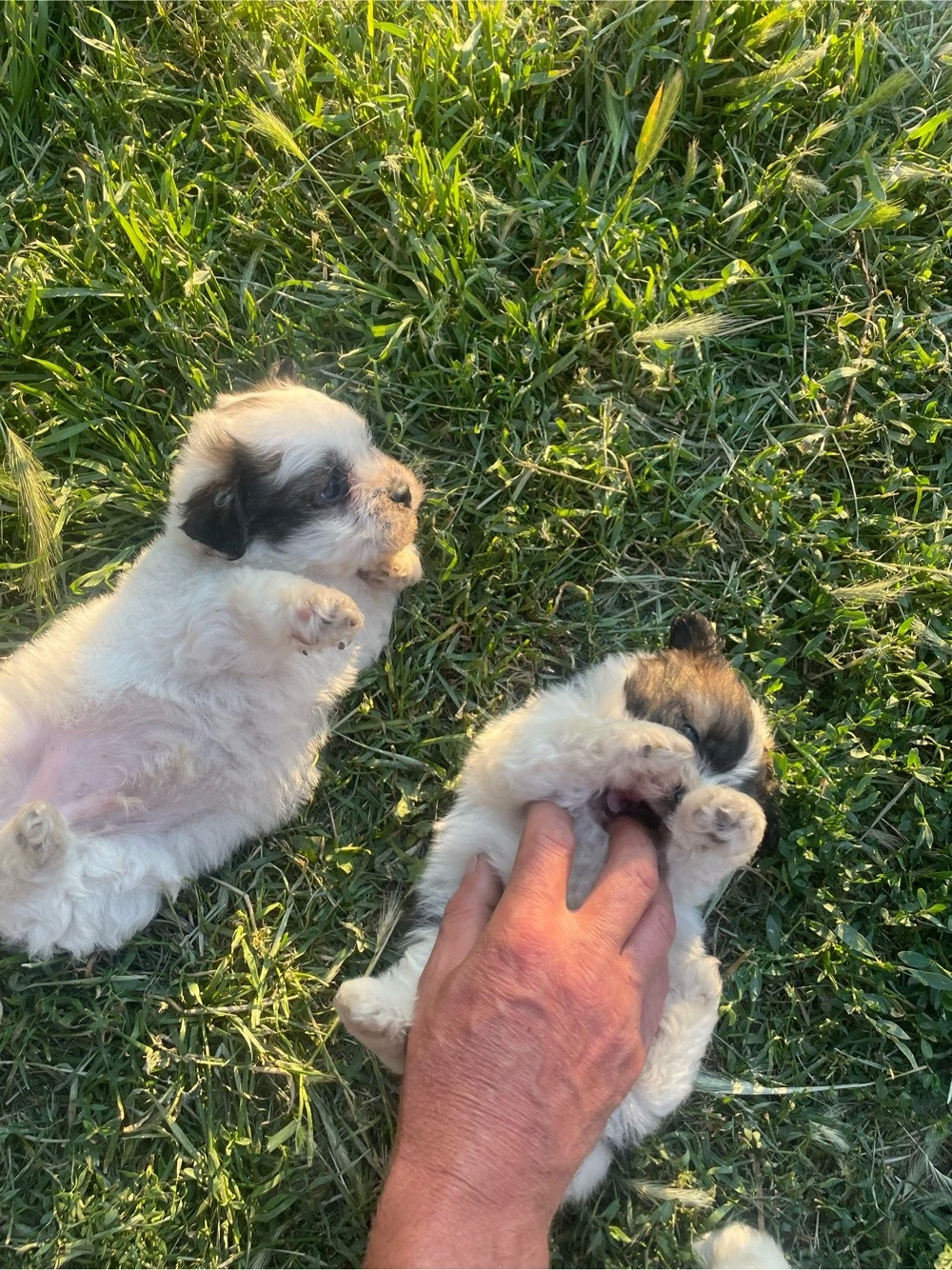 catei bichon 